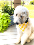 Yellow & White Buffalo Plaid